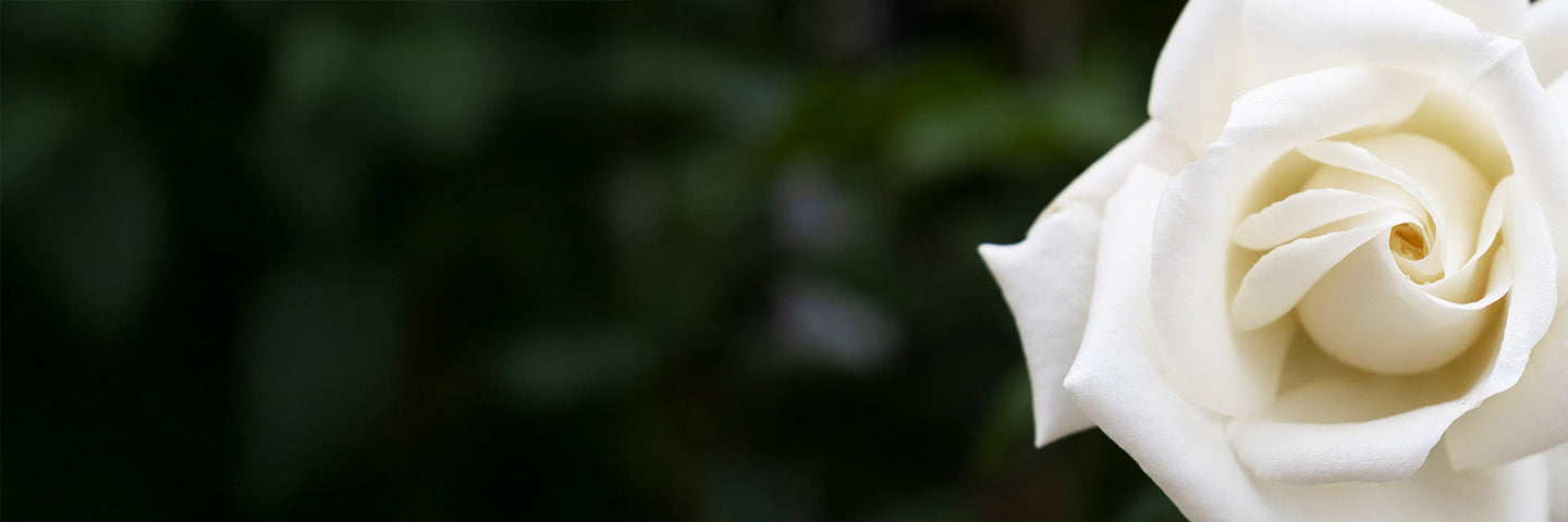 Gardenia