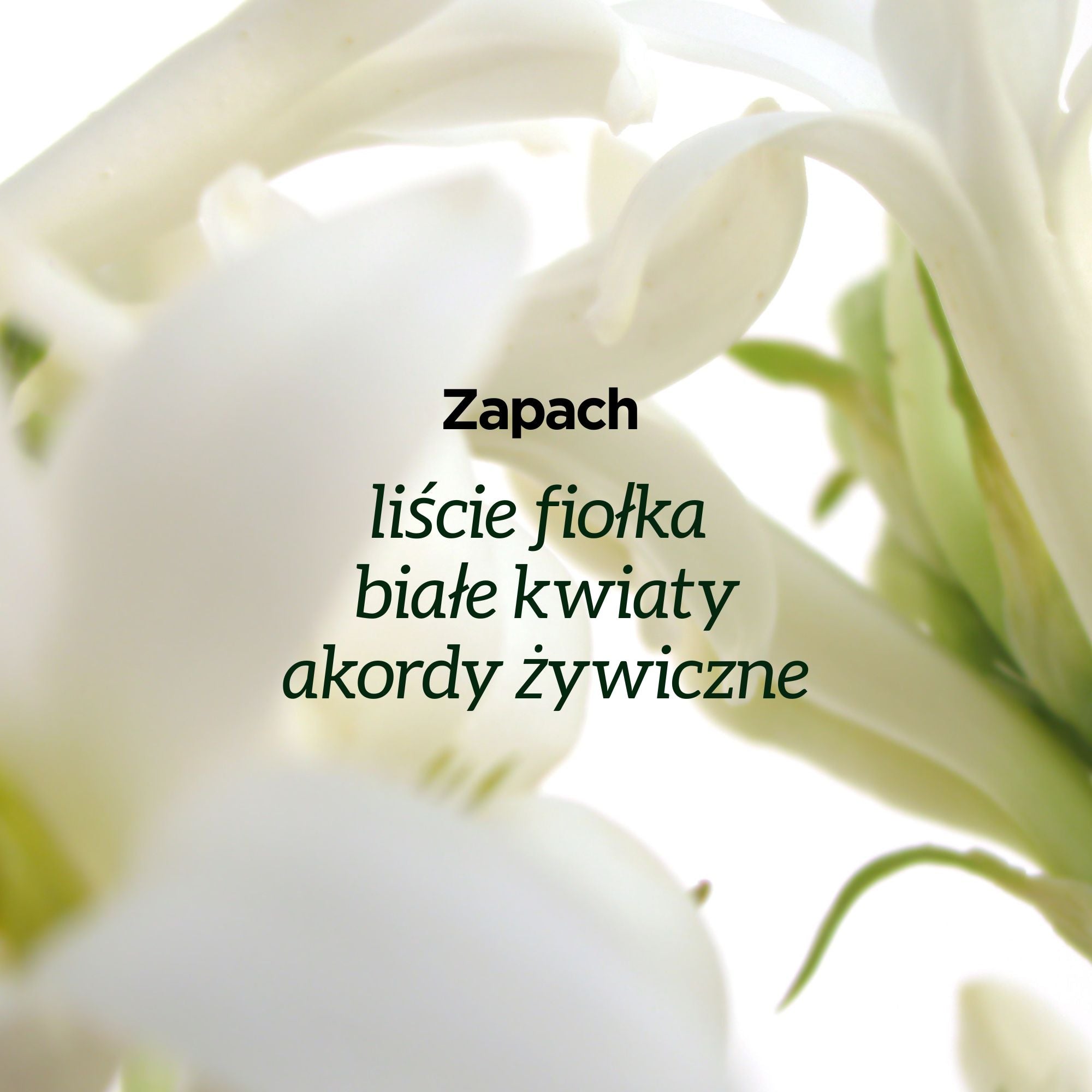 Powiększenie